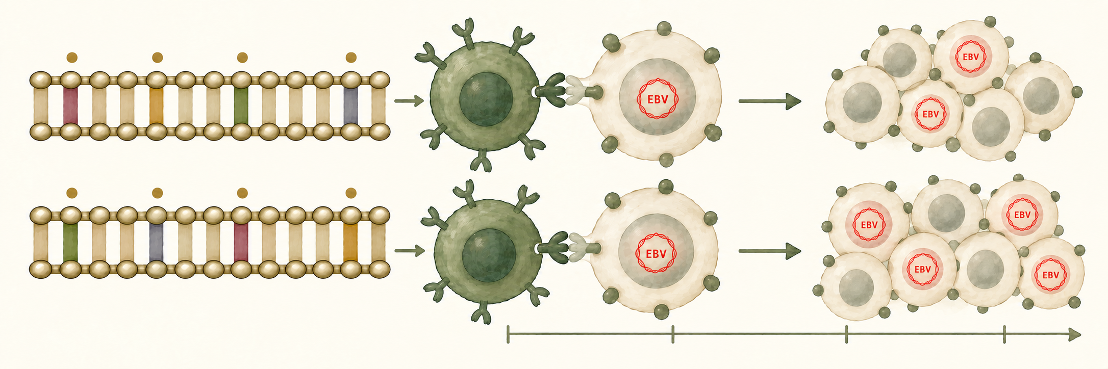 Two illustrative host DNA variants differ at marked sequence positions. Green immune cells with surface receptors interact with EBV-bearing cells. Blood cell groups at right show fewer EBV-positive cells in the upper row and more in the lower row, illustrating different levels of detectable EBV DNA rather than eradication of infection.
