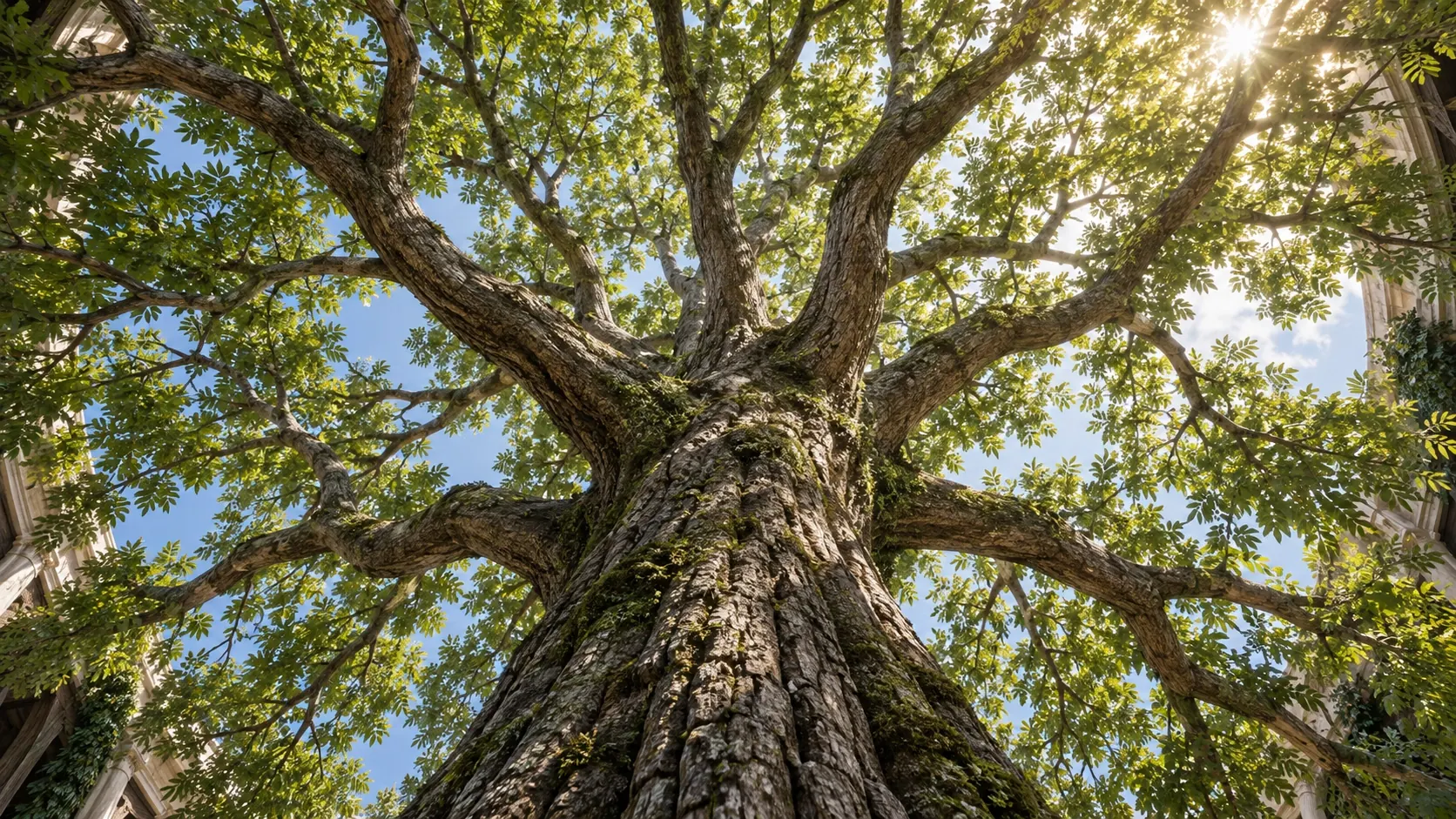 Looking up through the branches of a great tree into a sunlit canopy.